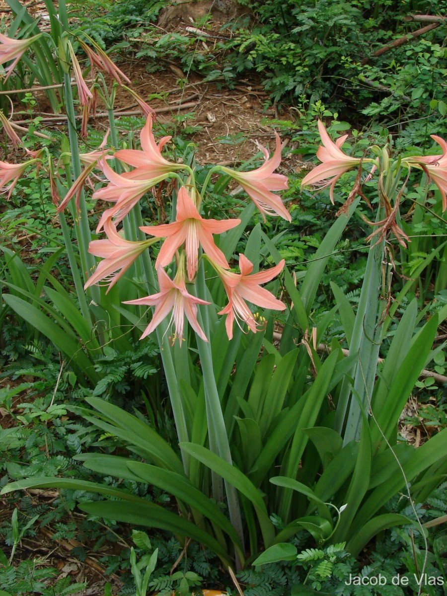 Hippeastrum puniceum (Lam.) Voss
